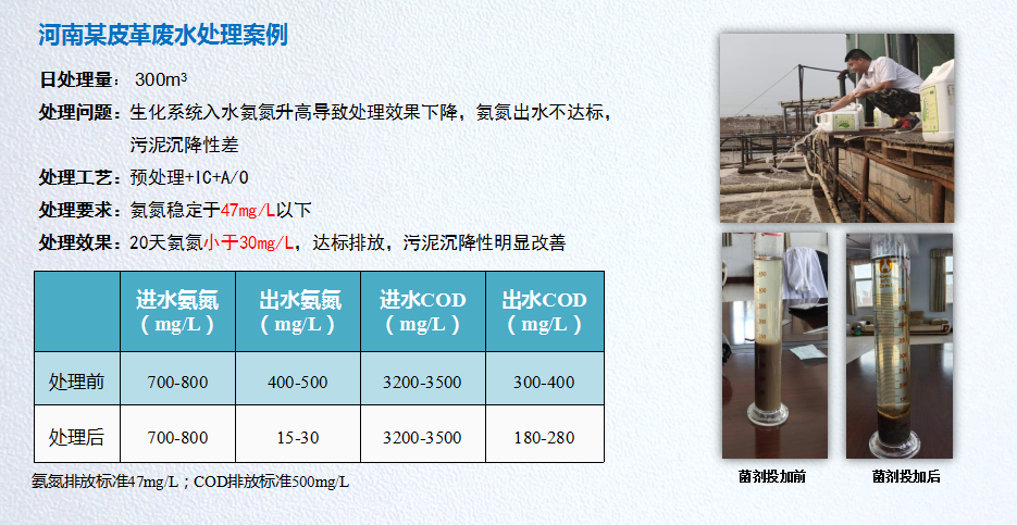 低溫氨氮降解菌應(yīng)用案例