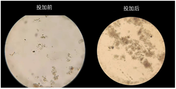 庫巴魯?氨氮激活菌使用前后對比圖